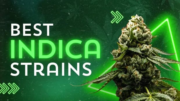 10007 Purple Punch All-In-One 1g